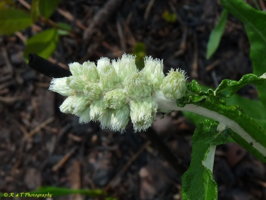 {Pterocaulon pycnostachyum}
